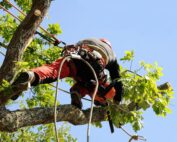 Tree Removal vs. Tree Cutting: Understanding the Difference and Why You Should Hire Rising Sun Tree Service in Myrtle Beach